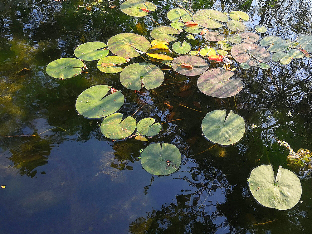 View of lotus pond Unveiling ceremony of upgrade to university